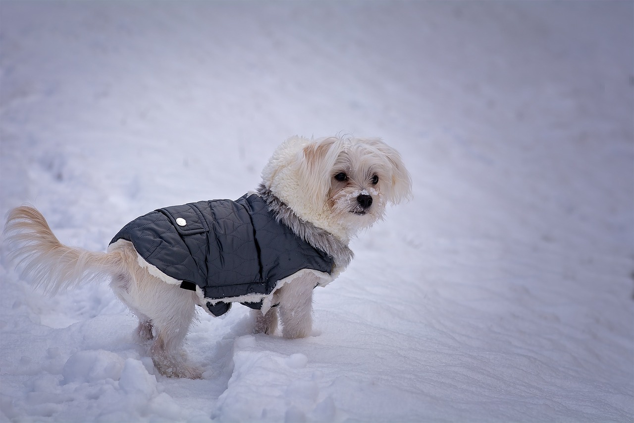forstørrelse ignorere Specificitet Bedste hundejakker → 4 super fede og praktiske jakker - Anydog